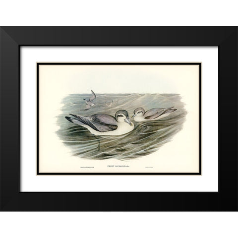 Broad-billed Prion-Prion vittatus Black Modern Wood Framed Art Print with Double Matting by Gould, John