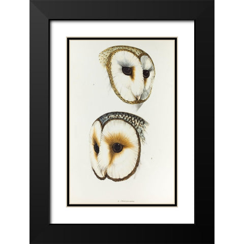 Delicate Owl-Strix delicatulus and Ring-eyed Owl-Strix cyclops Black Modern Wood Framed Art Print with Double Matting by Gould, John