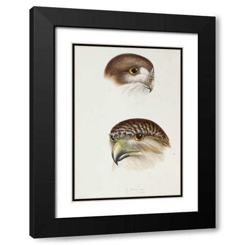 Boobook-Athene fortis and Powerful owl-Athene strenua Black Modern Wood Framed Art Print with Double Matting by Gould, John