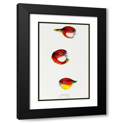 Fiery Parrakeet-Eastern rosella and Western rosella Black Modern Wood Framed Art Print with Double Matting by Gould, John