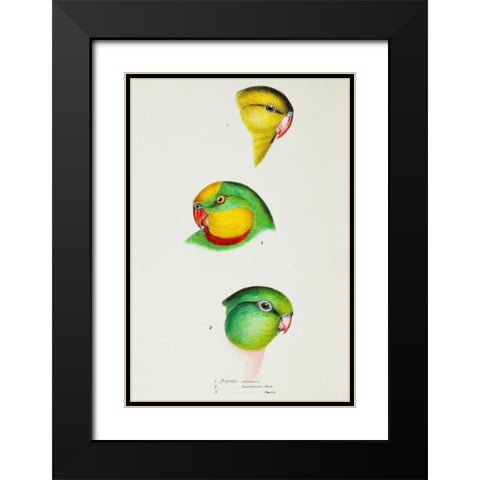 Regent Parrot and Superb parrot Black Modern Wood Framed Art Print with Double Matting by Gould, John