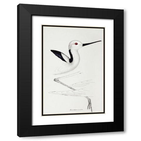 White-headed stilt-Himantopus leucocephalus Black Modern Wood Framed Art Print with Double Matting by Gould, John