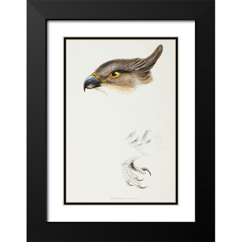 The Pacific Baza-Lepidogenys subcristatus Black Modern Wood Framed Art Print with Double Matting by Gould, John