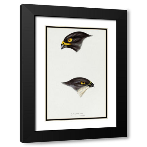 Black sparrow hawk and Collared sparrow Hawk Black Modern Wood Framed Art Print with Double Matting by Gould, John