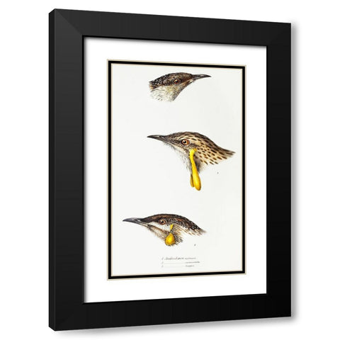 Wattle bird-Red wattlebird and Western wattlebird Black Modern Wood Framed Art Print with Double Matting by Gould, John