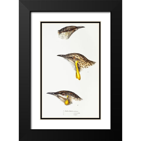 Wattle bird-Red wattlebird and Western wattlebird Black Modern Wood Framed Art Print with Double Matting by Gould, John