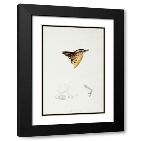 Black-backed Buttonquail-Hemipodius Melanotus Black Modern Wood Framed Art Print with Double Matting by Gould, John