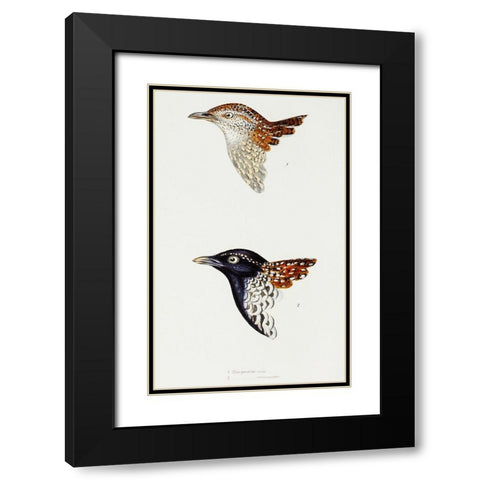 Buttonquail and Black-breasted buttonquail Black Modern Wood Framed Art Print with Double Matting by Gould, John