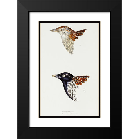 Buttonquail and Black-breasted buttonquail Black Modern Wood Framed Art Print with Double Matting by Gould, John