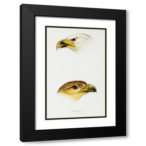 White-breasted sea-eagle and Little eagle Black Modern Wood Framed Art Print with Double Matting by Gould, John