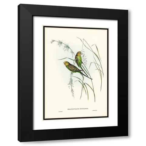 Warbling Grass-Parakeet-Melopsittacus undulatus Black Modern Wood Framed Art Print with Double Matting by Gould, John
