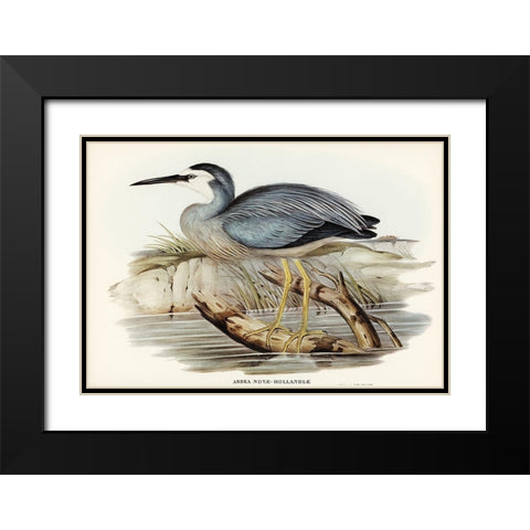 White-fronted Heron-Ardea Novae-Hollandiae Black Modern Wood Framed Art Print with Double Matting by Gould, John