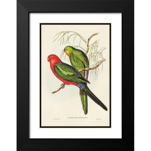 King Lory-Aprosmictus scapulatus Black Modern Wood Framed Art Print with Double Matting by Gould, John