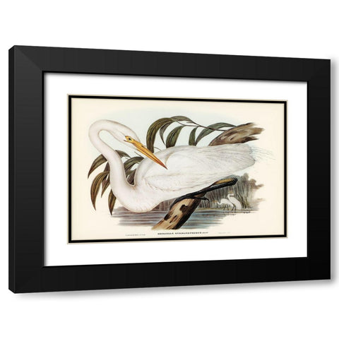 Australian Egret-Hrodias syrmatophorus Black Modern Wood Framed Art Print with Double Matting by Gould, John