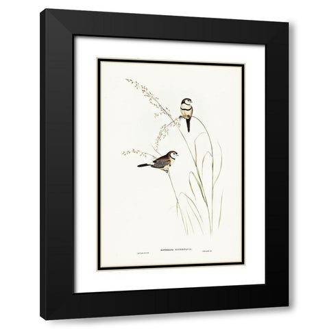 Bichenoâ€™s Finch-Estrelda Bichenovii Black Modern Wood Framed Art Print with Double Matting by Gould, John