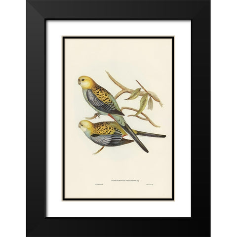 Pale-headed Parakeet-Platycercus palliceps Black Modern Wood Framed Art Print with Double Matting by Gould, John