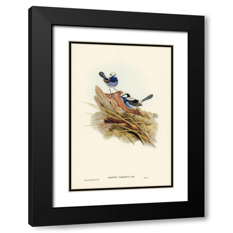 Turquoisine Superb Warbler-Malurus callainus Black Modern Wood Framed Art Print with Double Matting by Gould, John