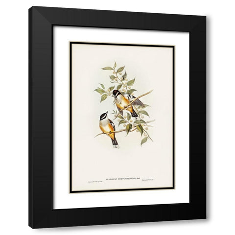 Buff-sided Robin-Petroica cerviniventris Black Modern Wood Framed Art Print with Double Matting by Gould, John