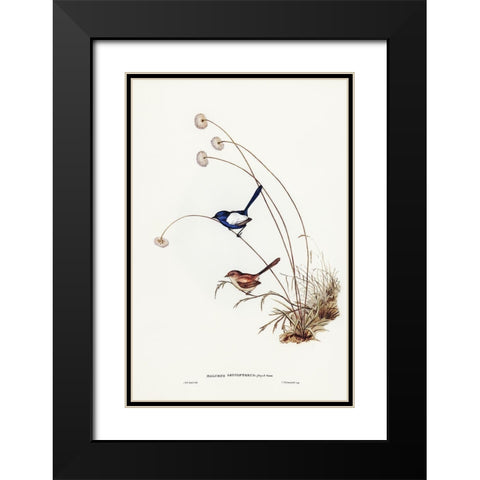 White-winged Wren-Malurus leucopterus Black Modern Wood Framed Art Print with Double Matting by Gould, John