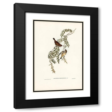 Tasmanian Acanthiza-Acanthiza Diemenensis Black Modern Wood Framed Art Print with Double Matting by Gould, John
