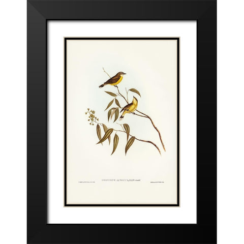 White-throated Gerygone-Gerygone albogularis Black Modern Wood Framed Art Print with Double Matting by Gould, John