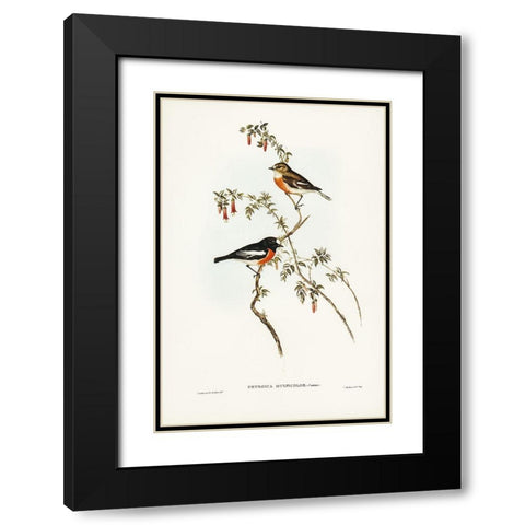Scarlet-breasted Robin-Petroica multicolor Black Modern Wood Framed Art Print with Double Matting by Gould, John