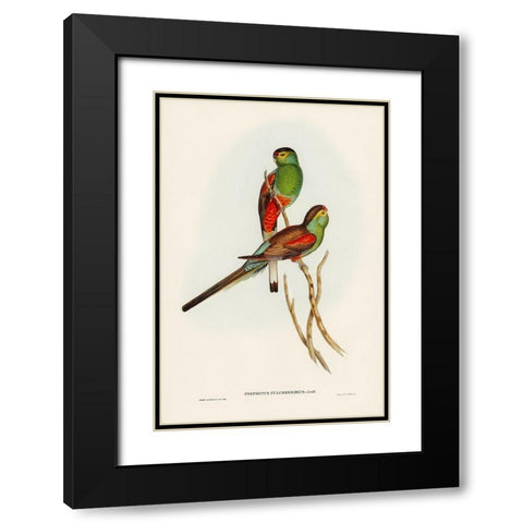 Beautiful Parakeet-Psephotus pulcherrimus Black Modern Wood Framed Art Print with Double Matting by Gould, John