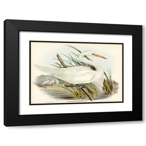 Plumed Egret-Herodias plumiferus Black Modern Wood Framed Art Print with Double Matting by Gould, John