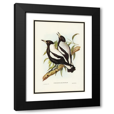Tasmanian Crow-Shrike-Gymnorhina organicum Black Modern Wood Framed Art Print with Double Matting by Gould, John