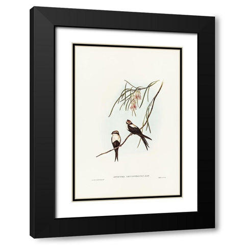 White-breasted Swallow-Atticora leucosternon Black Modern Wood Framed Art Print with Double Matting by Gould, John