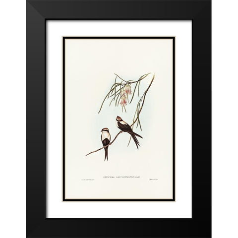 White-breasted Swallow-Atticora leucosternon Black Modern Wood Framed Art Print with Double Matting by Gould, John