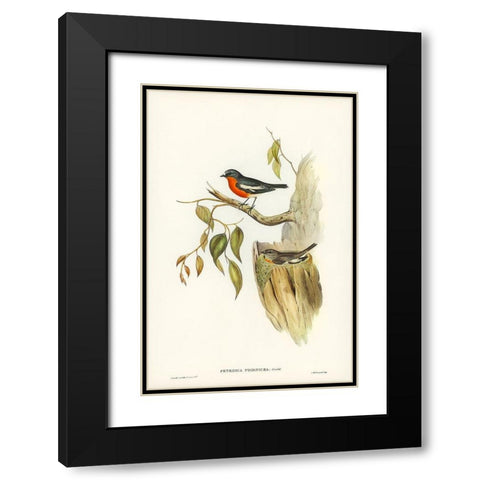 Flame-breasted Robin-Petroica phoenicea Black Modern Wood Framed Art Print with Double Matting by Gould, John