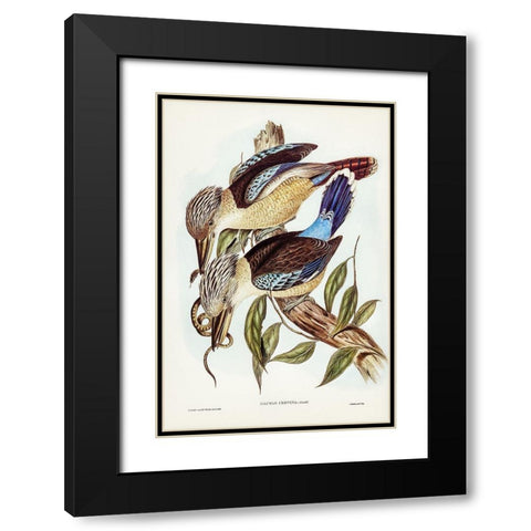 Fawn-breasted Kingfisher-Dacelo corvina Black Modern Wood Framed Art Print with Double Matting by Gould, John