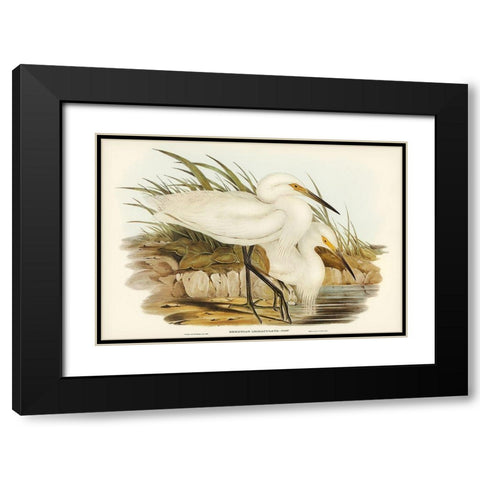 Spotless Egret-Herodias immaculata Black Modern Wood Framed Art Print with Double Matting by Gould, John