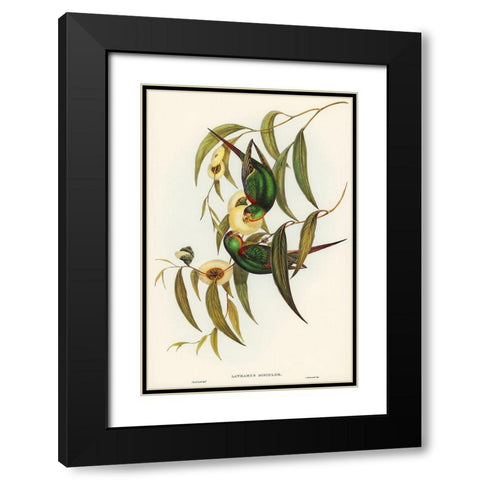 Swift Lorikeet-Lathamus discolor Black Modern Wood Framed Art Print with Double Matting by Gould, John