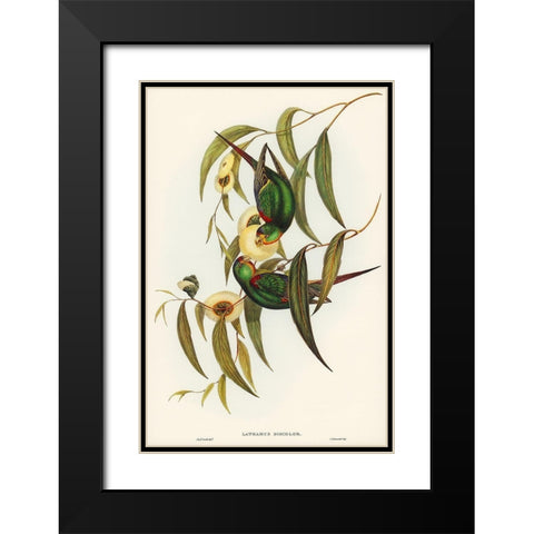 Swift Lorikeet-Lathamus discolor Black Modern Wood Framed Art Print with Double Matting by Gould, John