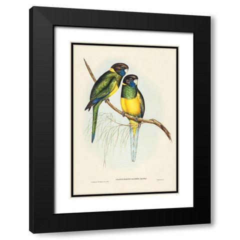 Bauers Parrakeet-Platycercus Bauerii Black Modern Wood Framed Art Print with Double Matting by Gould, John