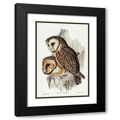 Chestnut-faced Owl-Strix castanops Black Modern Wood Framed Art Print with Double Matting by Gould, John