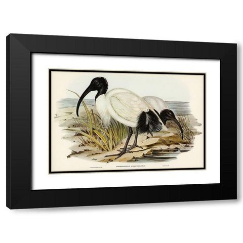 White Ibis-Threskiornis strictipennis Black Modern Wood Framed Art Print with Double Matting by Gould, John