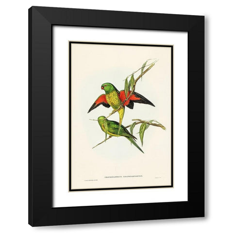 Scaly-breasted Lorikeet-Trichoglossus chlorolepidotus Black Modern Wood Framed Art Print with Double Matting by Gould, John