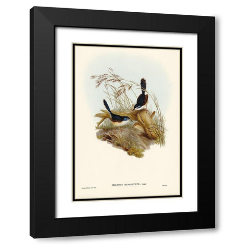 Fawn-breasted Superb Warbler-Malurus hypoleucus Black Modern Wood Framed Art Print with Double Matting by Gould, John