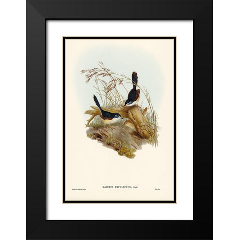 Fawn-breasted Superb Warbler-Malurus hypoleucus Black Modern Wood Framed Art Print with Double Matting by Gould, John