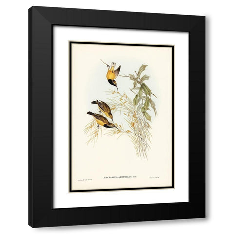 Australian Sun-bird-Nectarinia australis Black Modern Wood Framed Art Print with Double Matting by Gould, John