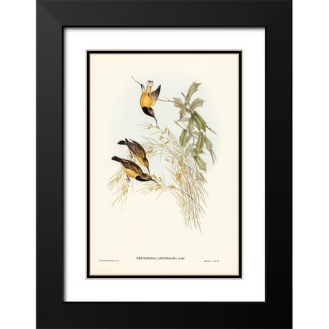 Australian Sun-bird-Nectarinia australis Black Modern Wood Framed Art Print with Double Matting by Gould, John