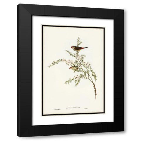 Red-eyebrowed Finch-Estrelda temporalis Black Modern Wood Framed Art Print with Double Matting by Gould, John