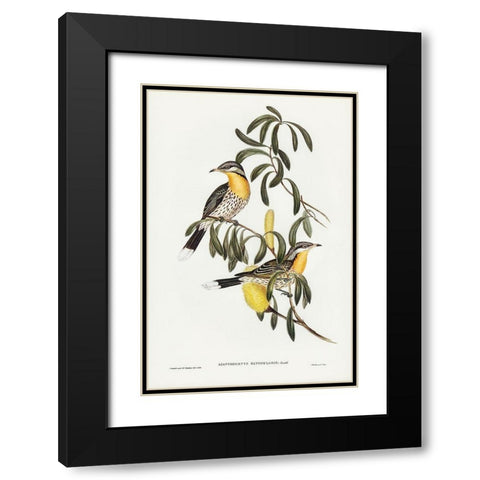 Spiny-cheeked Honey-eater-Acanthogenys rufogularis Black Modern Wood Framed Art Print with Double Matting by Gould, John
