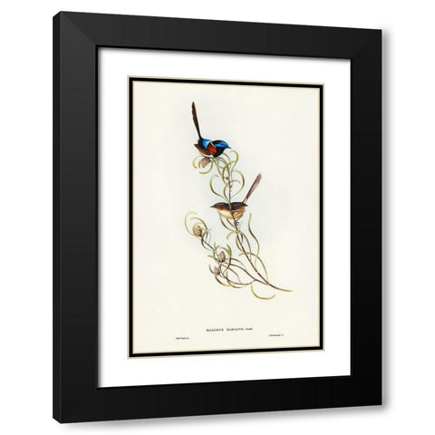 Graceful Wren-Malurus elegans Black Modern Wood Framed Art Print with Double Matting by Gould, John