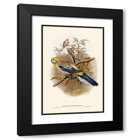 Blue-cheeked Parakeet-Platycercus cyanogenys Black Modern Wood Framed Art Print with Double Matting by Gould, John