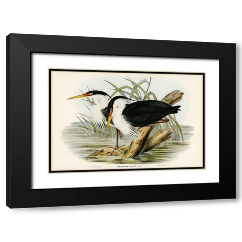 Pied Egret-Herodias picata Black Modern Wood Framed Art Print with Double Matting by Gould, John