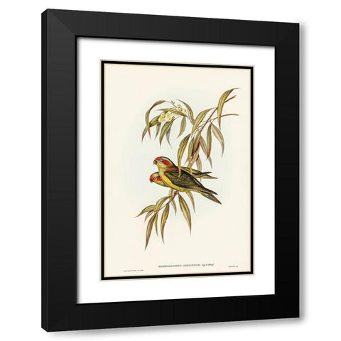 Musky Lorikeet-Trichoglossus concinnus Black Modern Wood Framed Art Print with Double Matting by Gould, John